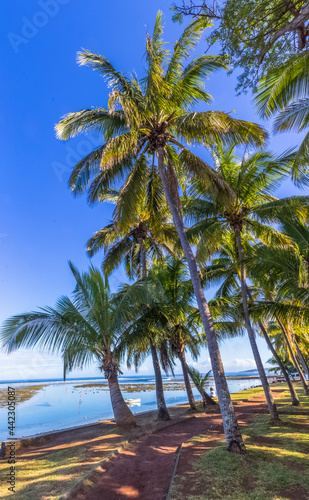Fototapeta Naklejka Na Ścianę i Meble -  Cocotiers sur plage de Bassin Pirogue, l’Etang-salé-l’est-Bain’s, île de la Réunion 