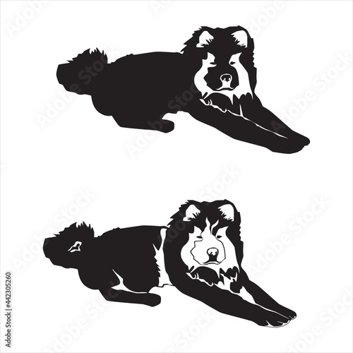 Chow chow black silhouette, vector illustration isolated on white background.