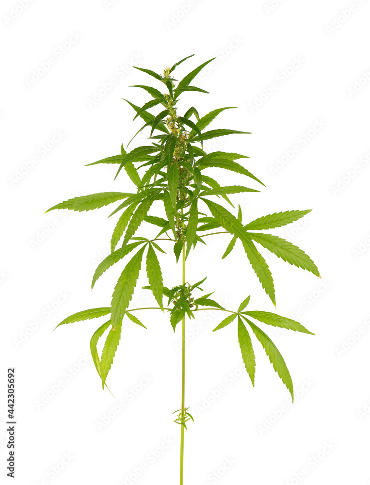 Marijuana plant isolated on white background. Hemp leaf close up. Cannabis green leaf.