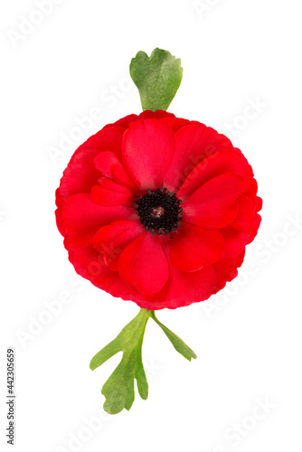 Red ranunculus asiaticus flower isolated on white background. Persian buttercup. Beautiful summer flowers. Top view.