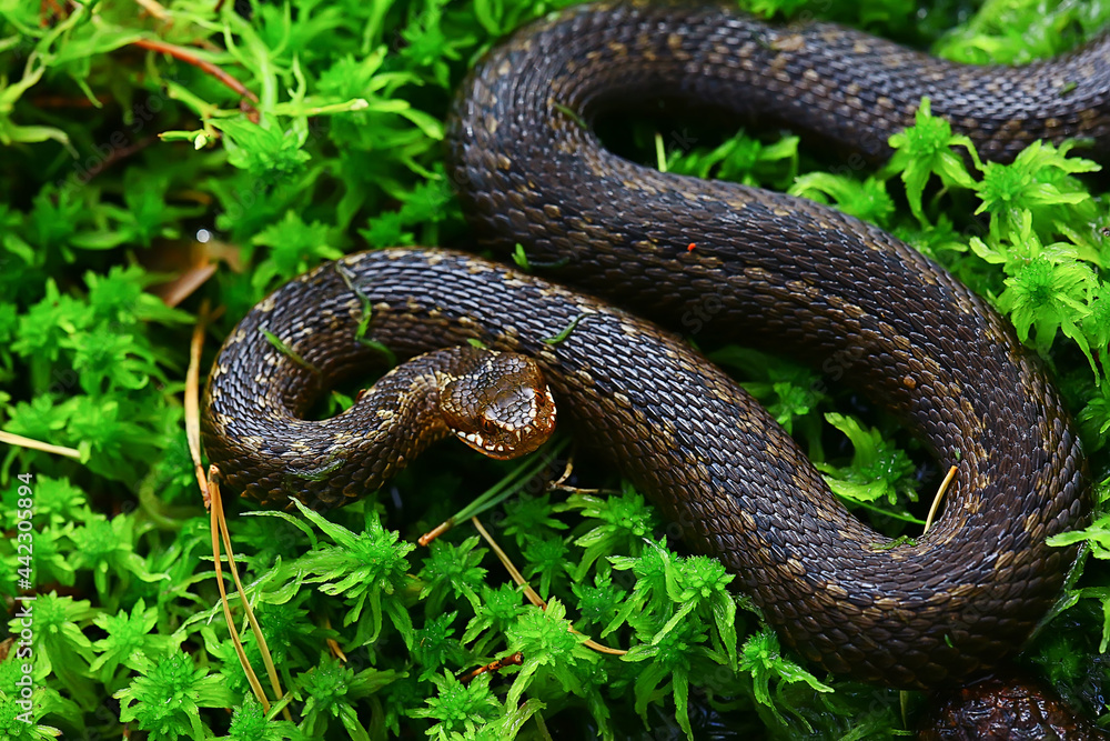 snake viper in the swamp, reptile in the wild, poisonous dangerous animal, wildlife snake viper in the swamp, reptile in the wild, poisonous dangerous animal, wildlife
