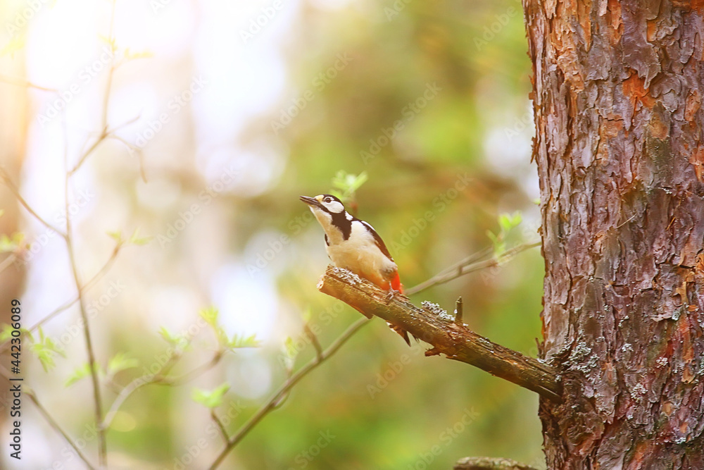 spotted woodpecker on tree, springtime beautiful forest bird in spring spotted woodpecker on tree, springtime beautiful forest bird in spring