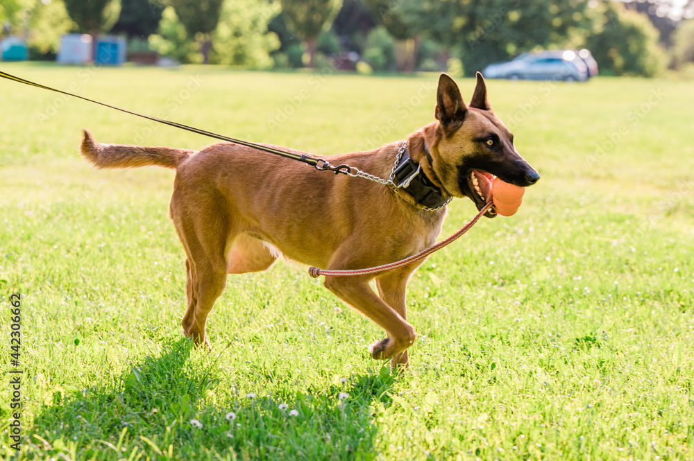 Portrait of a beautiful Malinois Belgian Shepherd dog while playing in the park on a sunny day. Portrait of a beautiful Malinois Belgian Shepherd dog while playing in the park on a sunny day.