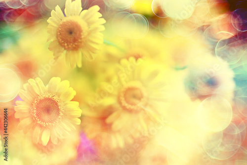 yellow daisies summer background, abstract natural floral spring © kichigin19