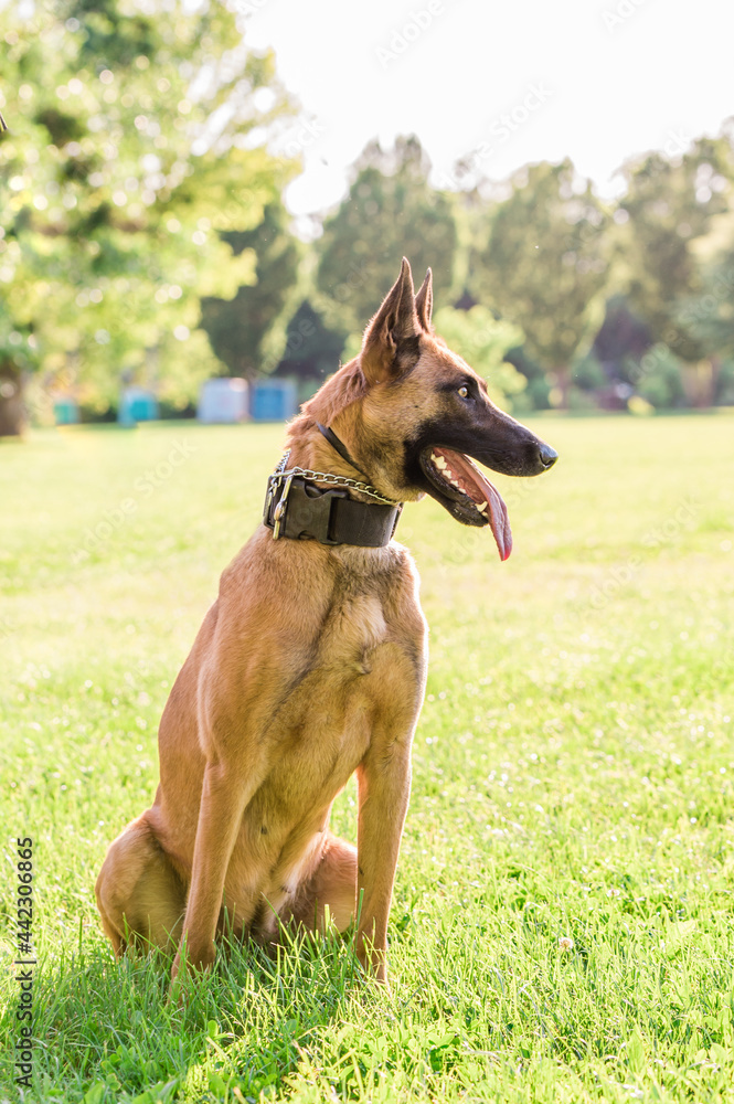 Portrait of a beautiful Malinois Belgian Shepherd dog while posing on a sunny day. Young pet animal outdoors in the park. Portrait of a beautiful Malinois Belgian Shepherd dog while posing on a sunny day. Young pet animal outdoors in the park.
