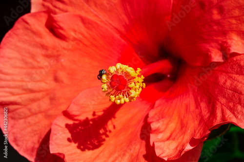 closeup Little bee perching at the pollens of red hibiscus flower