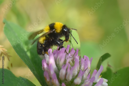 Bumble Bee on wild flower in springtime, Collecting nectar and polination concept © Ivan