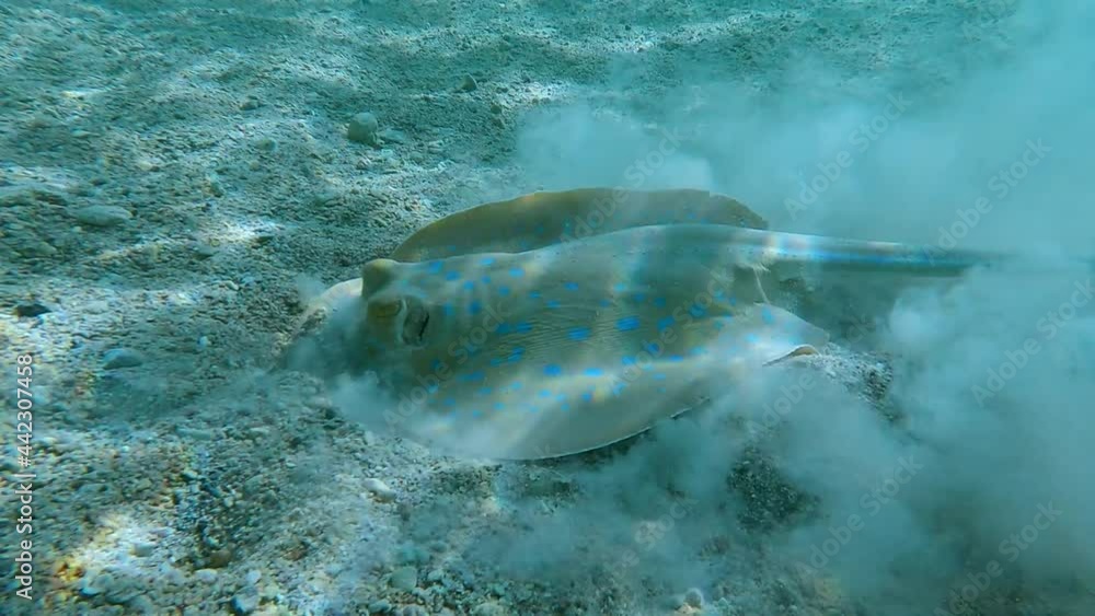 Close-up of Stingray looking for food in shallow water. Blue-spotted Stingray (Taeniura lymma) 4K-60pfs. Close-up of Stingray looking for food in shallow water. Blue-spotted Stingray (Taeniura lymma) 4K-60pfs.