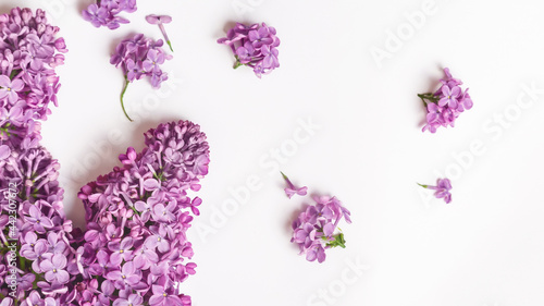 spring background. lilac flowers on white background, copy space