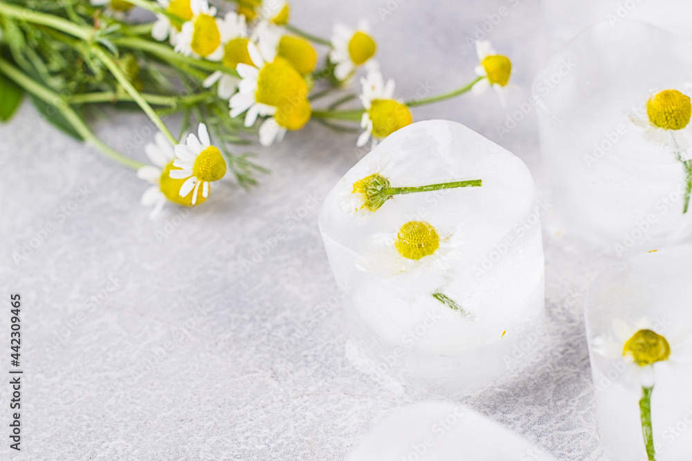 Chamomile in ice cubes on a gray table Chamomile in ice cubes on a gray table