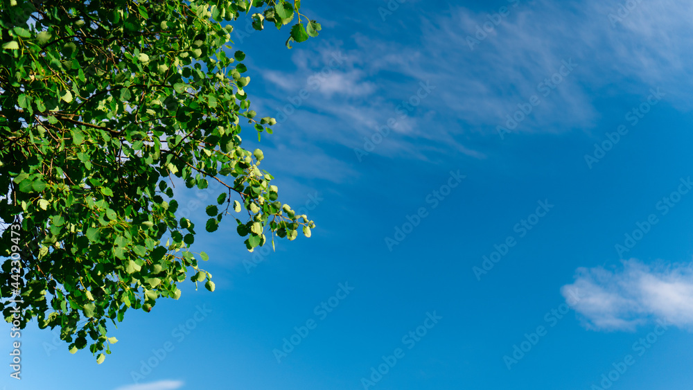 leaves against blue sky leaves against blue sky