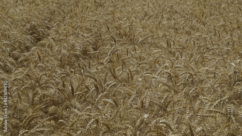 Durum Wheat Harvest Farm Garden Turkey Hatay
