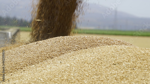 Durum Wheat Harvest Farm Garden Turkey Hatay