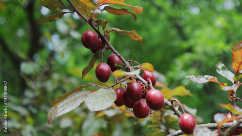 Cherry plum branch on a beautiful blurred background