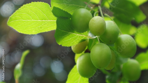 Cherry plum branch on a beautiful blurred background