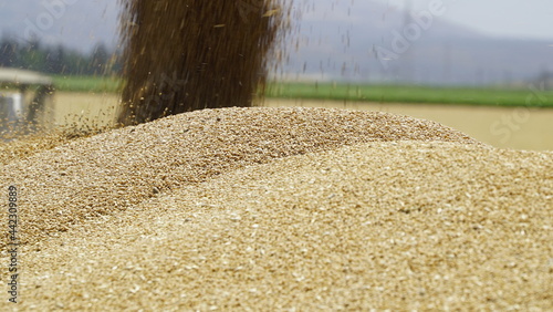 Durum Wheat Harvest Farm Garden Turkey Hatay