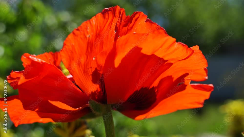 A field of poppies on a bright sunny day, many beautiful red flowers sway in the wind. Floral background. A field of poppies on a bright sunny day, many beautiful red flowers sway in the wind. Floral background.