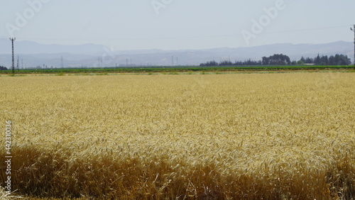 Durum Wheat Harvest Farm Garden Turkey Hatay