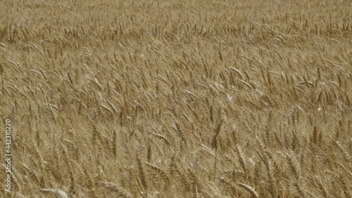 Durum Wheat Harvest Farm Garden Turkey Hatay