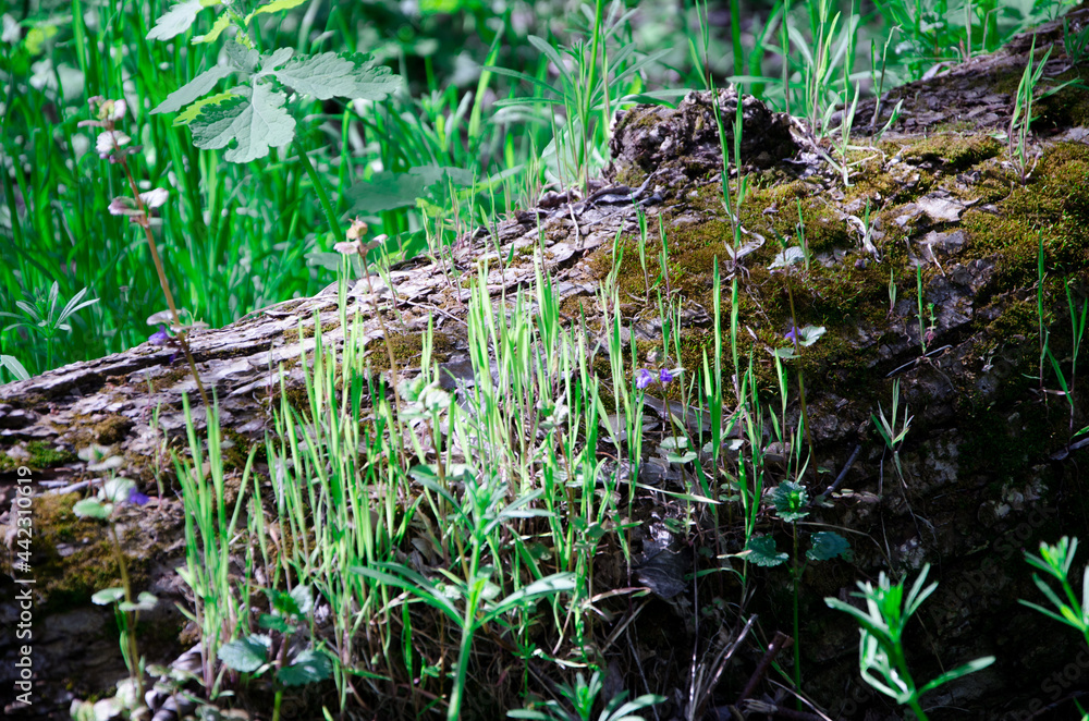 Obraz premium moss on an old tree, grass grows on a log. deciduous forest