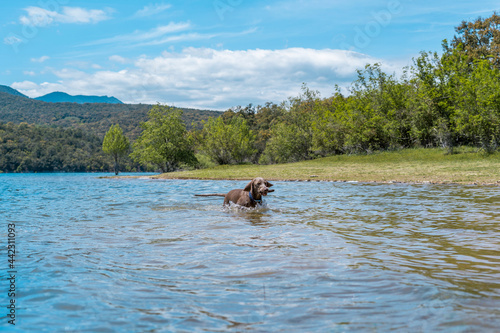 Braco de weimar  weimaraner purebred  playing catch in the water in a lake