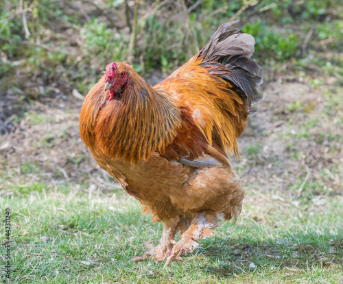 Multicolored cock rare breed of Brama the poultry yard