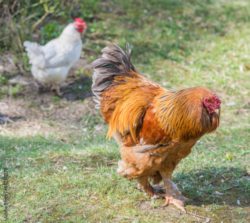 Multicolored cock rare breed of Brama the poultry yard