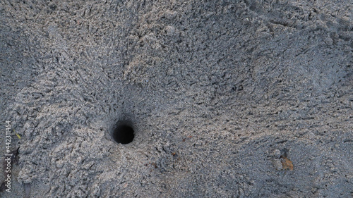 crab burrow with footprints at the sand