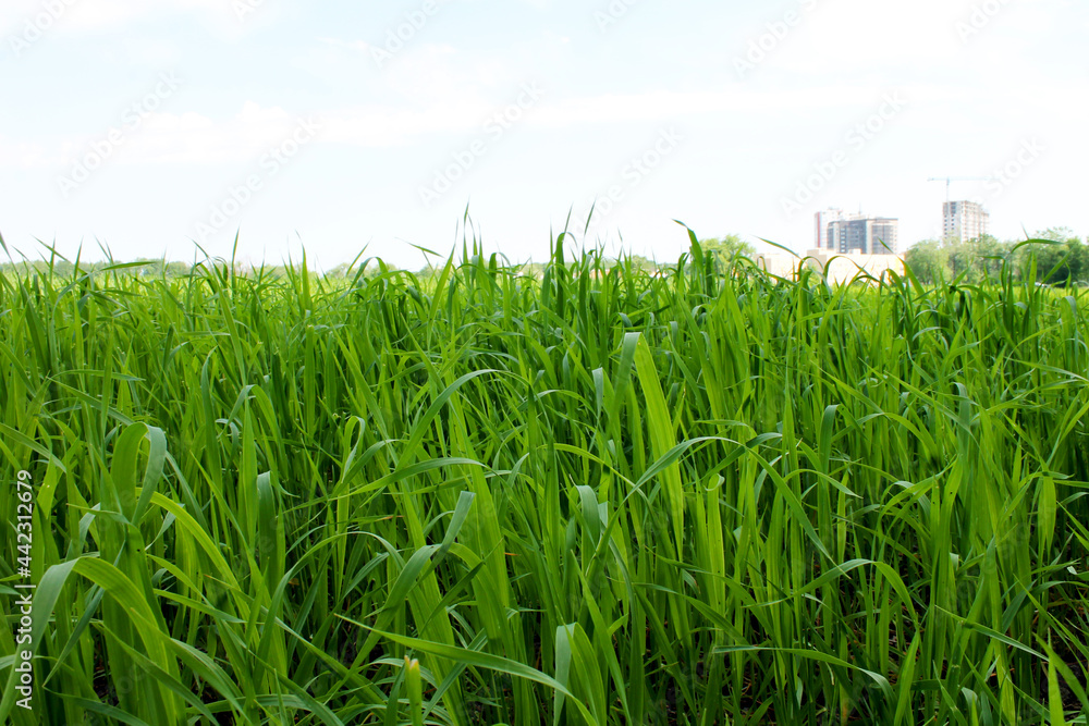 Obraz premium field on a background of the blue sky