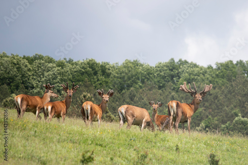 Deers in summer field.