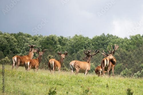 Deers in summer field. © erika8213