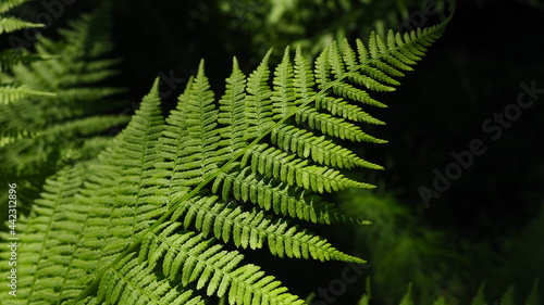 Fern-shaped plant in the forest. Beautiful graceful green leaves. Polypodiphyta, a department of vascular plants that includes modern ferns and ancient higher plants photo