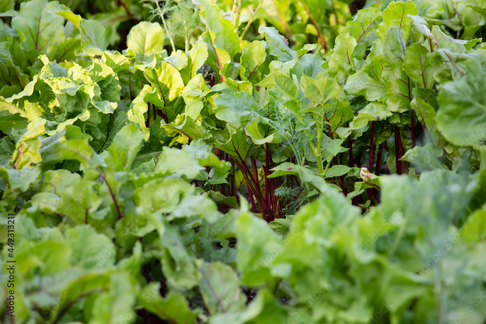 Beet plants are sticking out of the ground. Beets in the garden Beet plants are sticking out of the ground. Beets in the garden