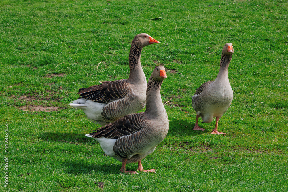 Brown geese walking on the meadow with green grass at farm. Domestic birds. Brown geese walking on the meadow with green grass at farm. Domestic birds.