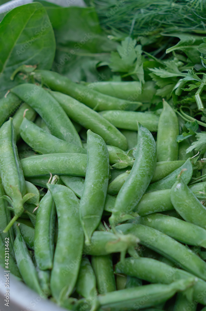 Pods of young green peas close up together with a fresh herbs Pods of young green peas close up together with a fresh herbs