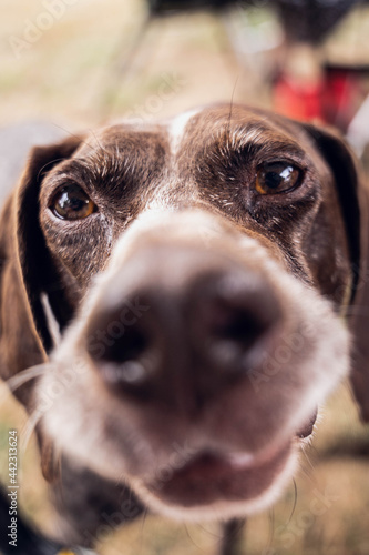 portrait of a dog photo