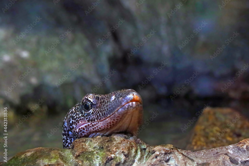Obraz premium Close-up on a monitor lizard on a stone in the park.