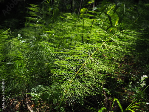 Fern-shaped plant in the forest. Beautiful graceful green leaves. Polypodiphyta, a department of vascular plants that includes modern ferns and ancient higher plants photo