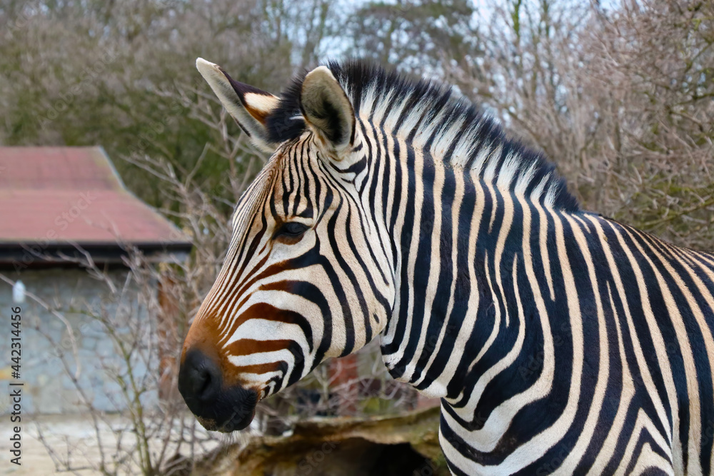 Close-up on a zebra in the animal park. Close-up on a zebra in the animal park.