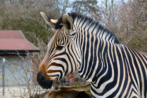 Close-up on a zebra in the animal park.