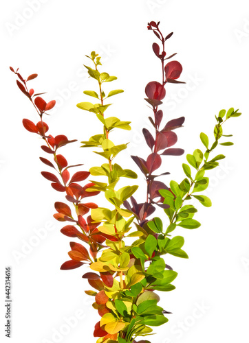 Foto Sprigs of barberry isolated on white