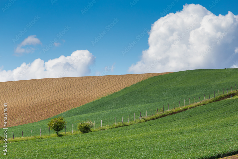 meadows with blue sky and clouds background