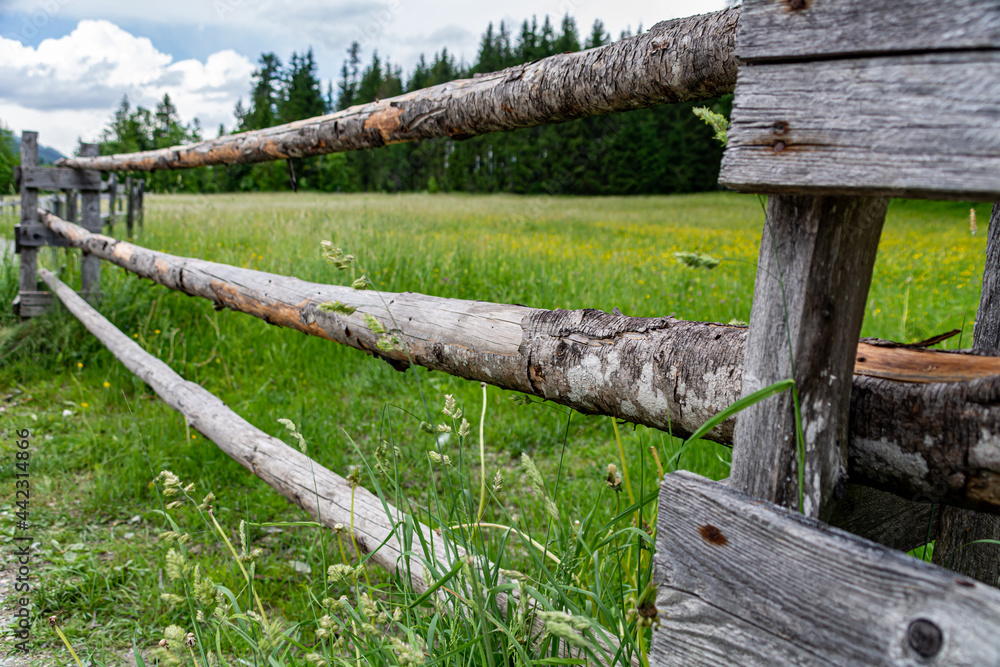 Fototapeta premium Wooden fence to a green alpine meadow in Salzburg, Austria