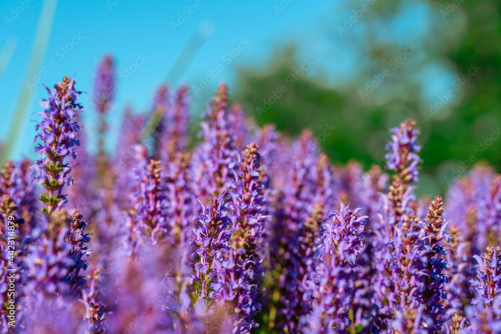 Obraz premium A field of beautiful purple flowers, natural background