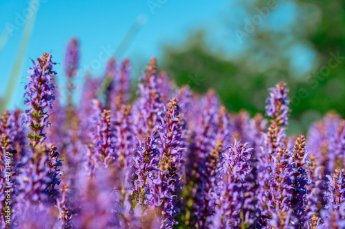 A field of beautiful purple flowers  natural background