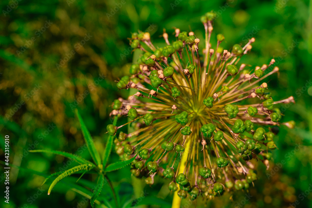 Green allium flower, beautiful natural background
