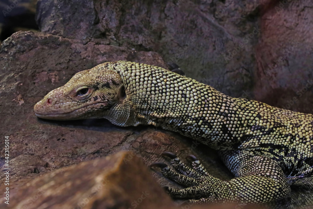 Close-up on a monitor lizard on a stone in the park.
