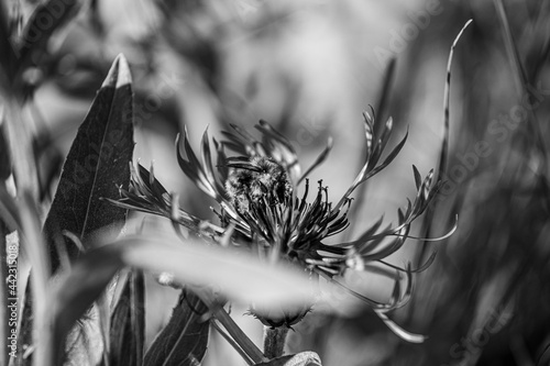 A bee in the flower photo