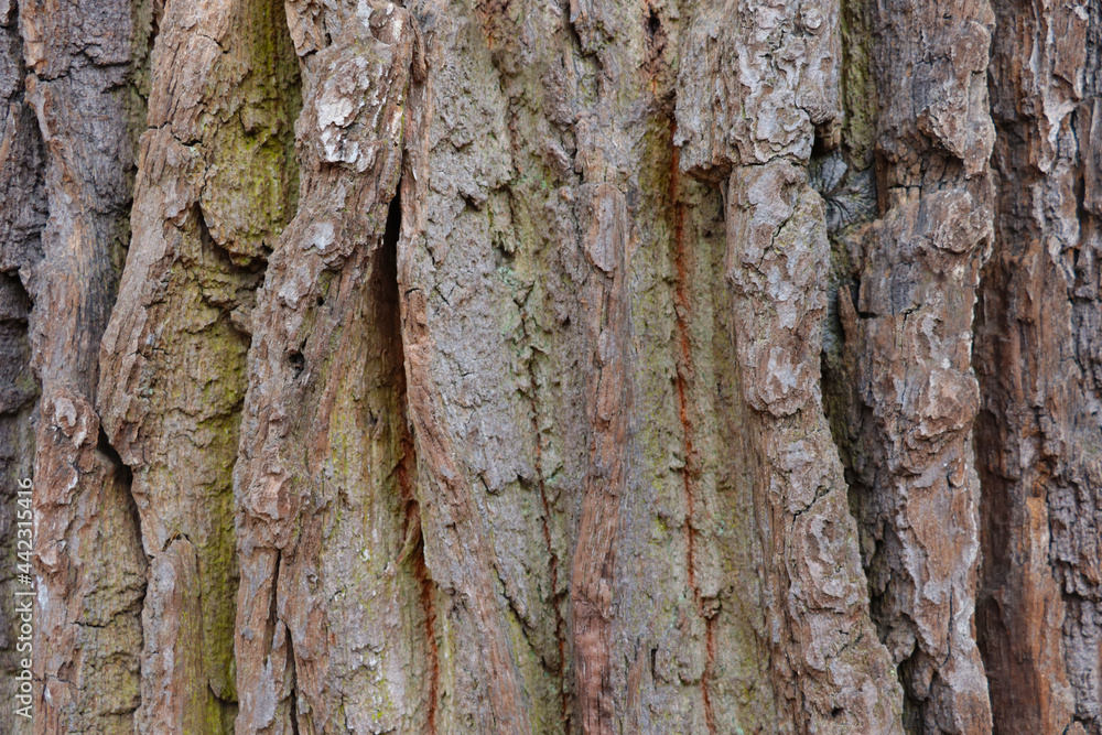 Obraz premium Close-up on the bark and trunk of an old large tree, wood grain.