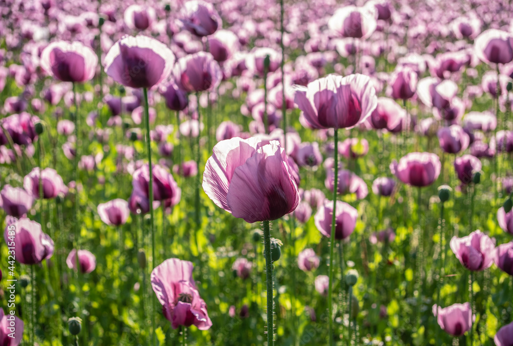 poppy flowers field in sunshine